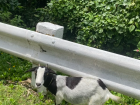 Just a goat grazing on the side of the highway...