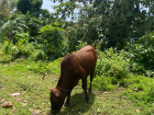 Someone's cow hanging on the side of the road grazing