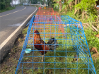 A family rooster getting some time in the sun while making sure he won't run away