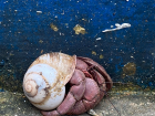 This hermit crab was so cool, one of the biggest I've ever seen!