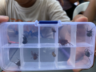 Sometimes students will capture spiders to fight for fun