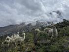The heard of Alpacas we found on our way back to the bus. 