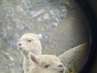 Alpacas in the Andes! Here you can see the round and soft features of the alpacas faces are!