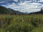 The view from my family's farm house! We went to pick some avocados from the tree, there were lots of bugs outside this day!