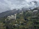 Alpacas in their natural habitat
