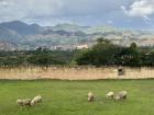 This is our soccer stadium. I like to run here in the mornings, but sometimes there are animals inside.