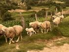 I ran into these sheep on one of my walks. They were so cute!