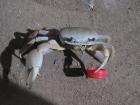 White crab in Tayrona National Park with a bottle cap