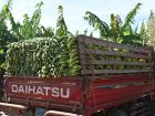 Plantain truck ready to take banana harvest