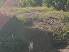 A rooster walking down a hill