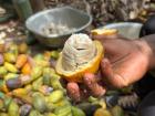 The inside of a cocoa pod. You'll see the white pulp covering all the seeds