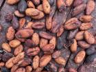 This is what cocoa seeds look like without the pulp before they are made into chocolate