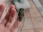 You can find a lot of cicadas in Japan in summertime