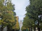 Ginkgo Avenue has started turning yellow in November, and it will get more yellow later in the month