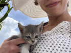 This kitten was too young to be vaccinated, but isn't it cute!