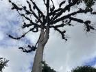 The Ceiba (National Tree of Guatemala)