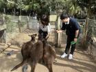 Stranger feeding kangaroos. Look at their tails!