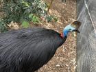 Cassowaries :)