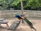 Peacock in the zoo