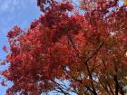 It's peak autumn season in Korea. This is a maple tree. In the fall, the leaves will change into a vibrant red color.