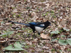 Here is a picture of a magpie pie rummaging through some leaves, probably in search for its next snack