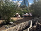 Flamingos at Oceanogràfic de València