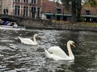 Bruges is famous for the swans that live in the canals