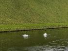 Swans are the national bird of Denmark