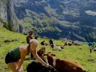 Me with cows on a hike in the Swiss Alps