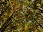 Stunning sky view of trees on my hike