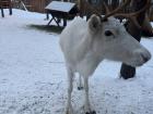 I got to feed a beautiful white reindeer