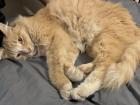 My cat Sonny