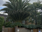 The biggest palm tree I have seen in London so far