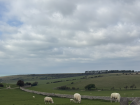 The hundreds of sheep outnumbered us along the Seven Sisters walk 