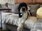The twins' family dog Jake being a good boy