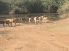 The cows come in herds to the river to drink