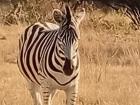 Stripes makes it hard for predators to find weaker ones in a herd