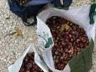 My friend Sarah shared a haul of chestnuts picked by her family 