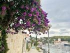 Beautiful flowers during my walk on Šolta Island