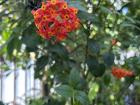 This flower, rondeletia odorata, comes from Cuba!