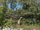 A cute giraffe that I saw while visiting a zoo in Lyon, France