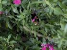 If you look close enough, you can see a bumblebee drinking nectar from a flower 