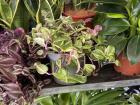 These markets have a pretty plant selection