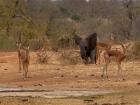 Elephant and springbok together!