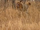 This animal is a predator to springbok... can you guess what it is? 