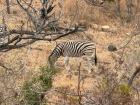 This is definitely not a springbok, but another animal we saw on our safari... what animal is this?  