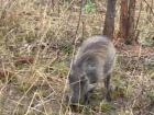 Warthogs are also plant eaters, like the springbok... did you guess correctly? 