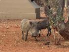Why wouldn't we find a springbok here-- and what animal have we found instead?  
