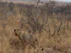 In this savannah environment, do you think we could find a springbok, and why or why not? 
