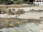 Penguins on the beach! 